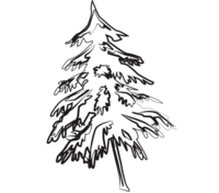 pine tree picture for wood skis